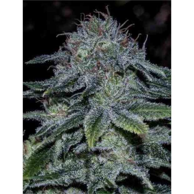 Positronics Mystic Cookie (Special USA) 5 Stk feminisiert