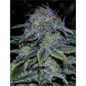 Positronics Mystic Cookie (Special USA) 5 Stk feminisiert