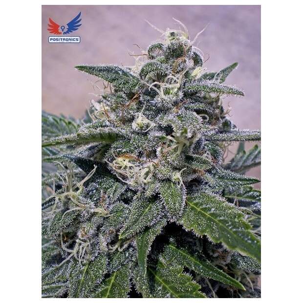 Positronics Supercheese 5 pcs feminised