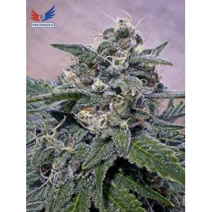 Positronics Supercheese 5 pcs feminised