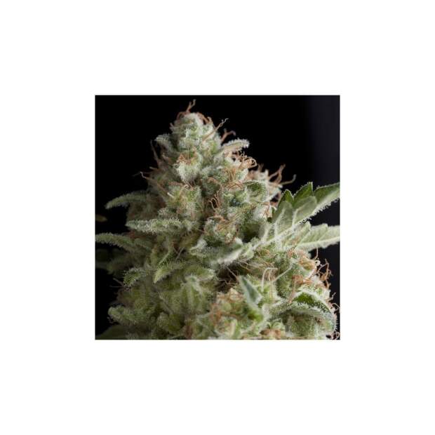 Pyramid Seeds American Pie 3 pcs feminised