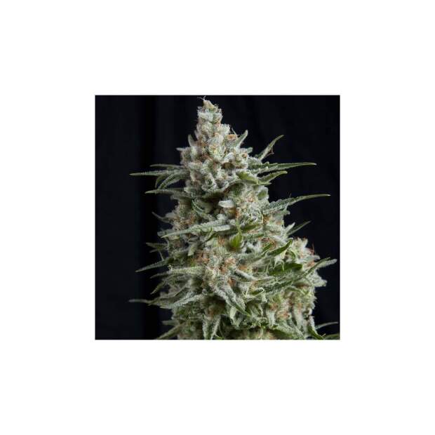 Pyramid Seeds Anesthesia 5 Stk feminisiert