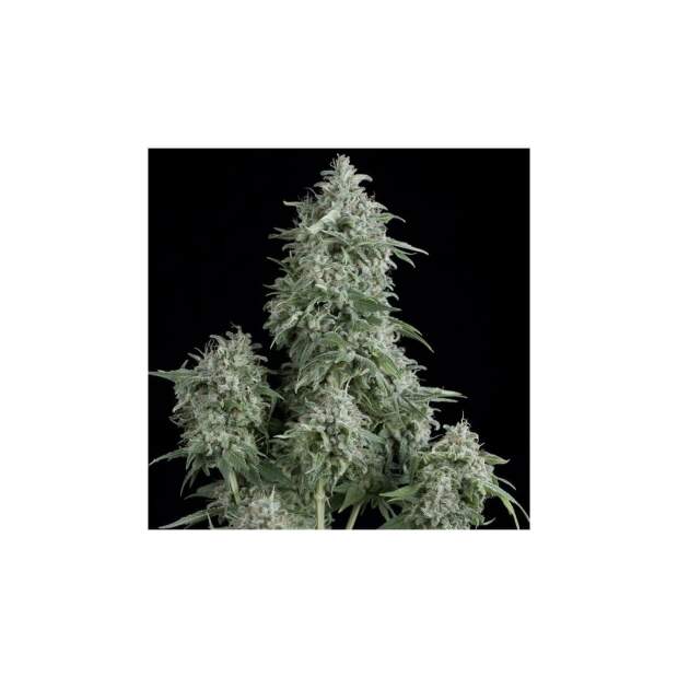 Pyramid Seeds Anubis 3 Stk feminisiert