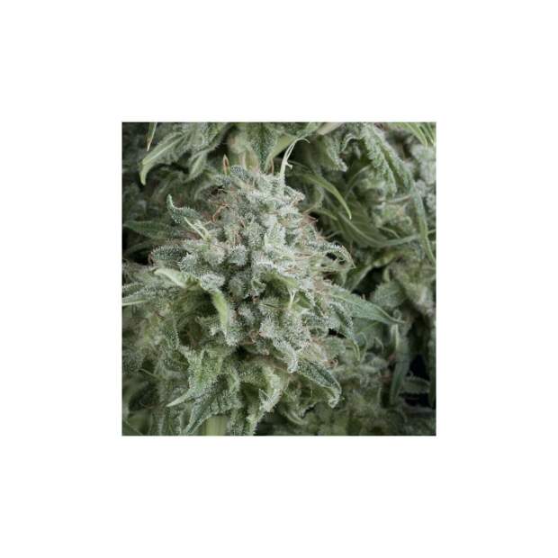 Pyramid Seeds Auto Anubis 3 pcs feminised