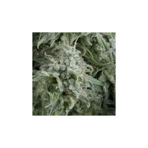 Pyramid Seeds Auto Anubis 5 Stk feminisiert