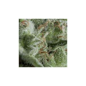Pyramid Seeds Auto Kryptonite 5 pcs feminised