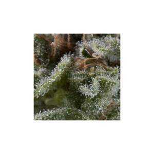 Pyramid Seeds Auto Purple 5 pcs feminised