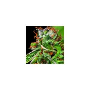Pyramid Seeds Double OG Haze 3 pcs feminised