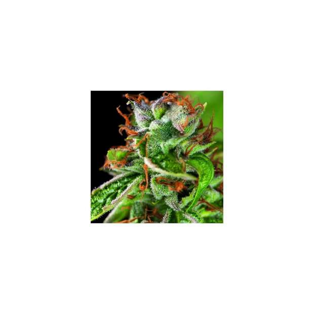 Pyramid Seeds Double OG Haze 5 pcs feminised