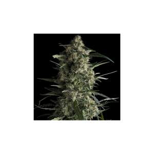 Pyramid Seeds Galaxy 50 Stk feminisiert