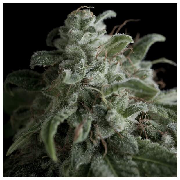 Pyramid Seeds Nefertiti 3 pcs feminised