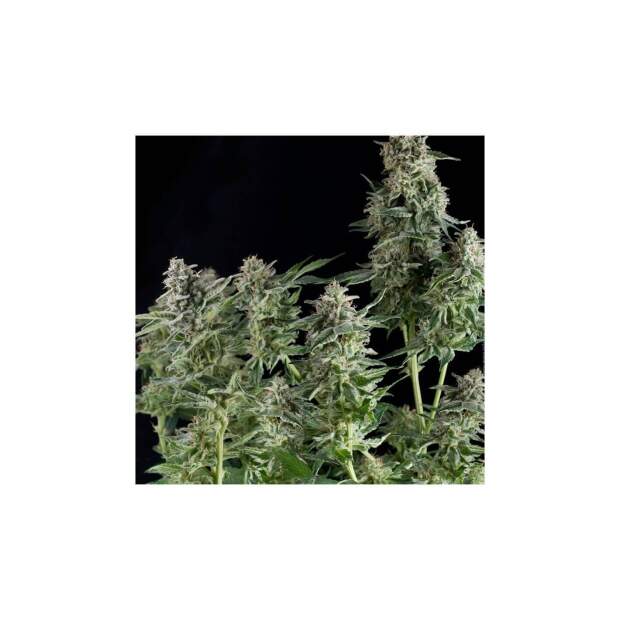 Pyramid Seeds Northern Lights CBD 3 pcs feminised