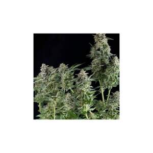 Pyramid Seeds Northern Lights CBD 3 pcs feminised