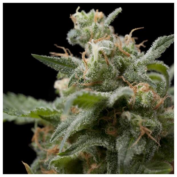 Pyramid Seeds Super Hash 5 Stk feminisiert