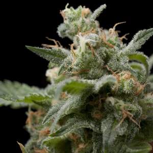 Pyramid Seeds Super Hash 5 Stk feminisiert