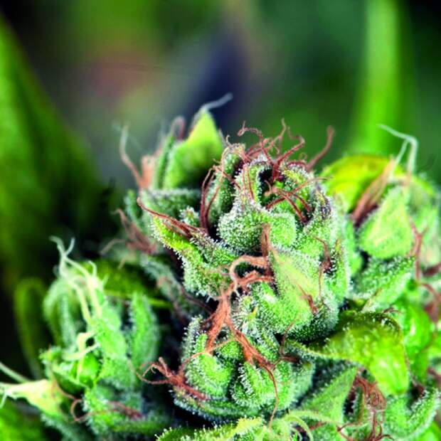 Pyramid Seeds Tahoe Cure 3 Stk feminisiert