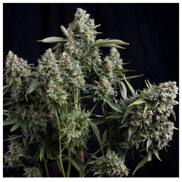 Pyramid Seeds Tutankhamon 3 pcs feminised