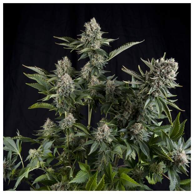 Pyramid Seeds White Widow 5 Stk feminisiert