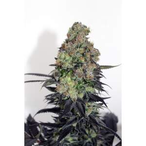 Ripper Seeds Acid Dough 3 Stk feminisiert