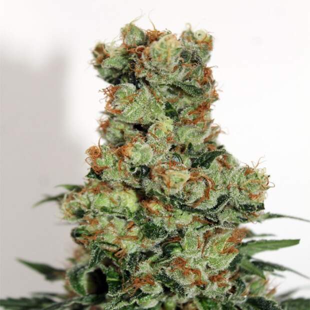 Ripper Seeds Ripper Badazz 12 pcs regular