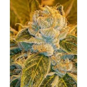 Ripper Seeds Sour Ripper 5 pcs feminised