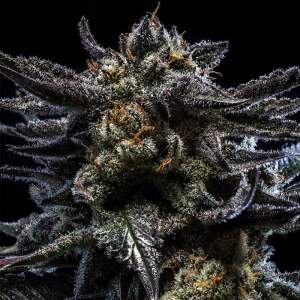 Ripper Seeds Zombie Kush 5 Stk feminisiert