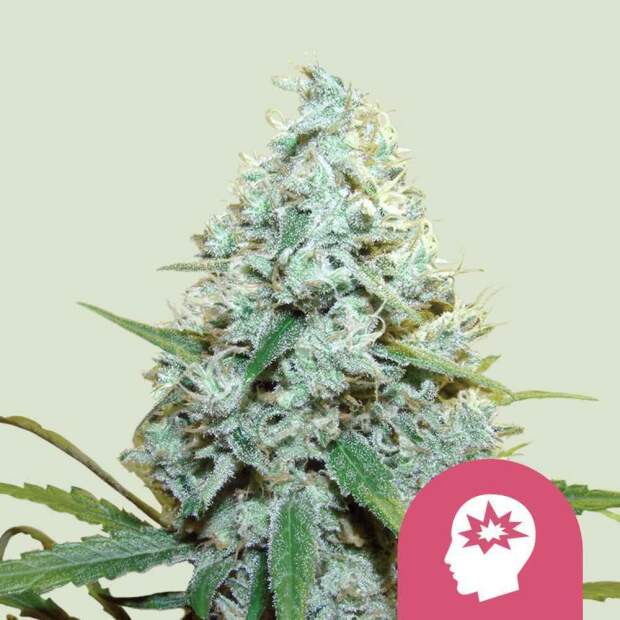 Royal Queen Seeds AMG Amnesia Mac Ganja 10 pcs feminised