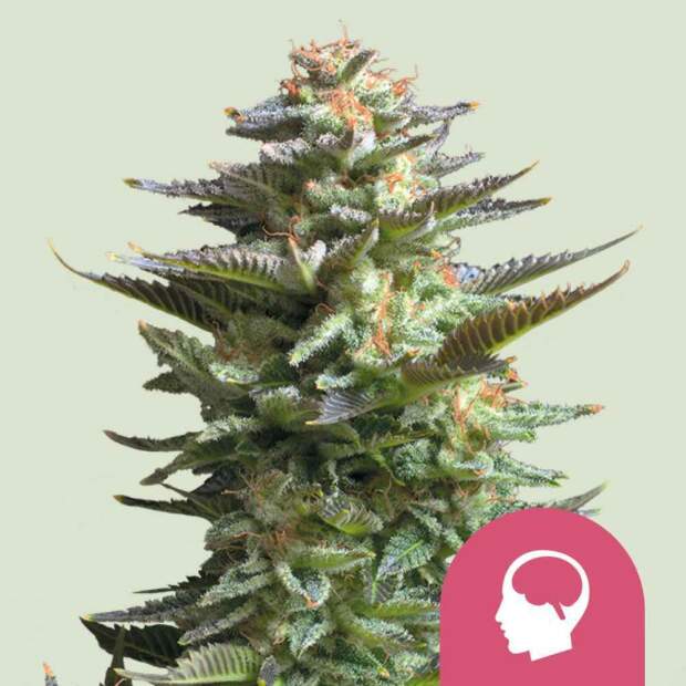Royal Queen Seeds Amnesia Haze 5 Stk feminisiert
