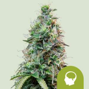 Royal Queen Seeds Amnesia Haze Auto 3 pcs feminised