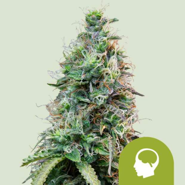 Royal Queen Seeds Amnesia Haze Auto 5 Stk feminisiert