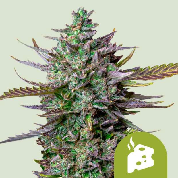Royal Queen Seeds Blue Cheese Auto 10 Stk feminisiert