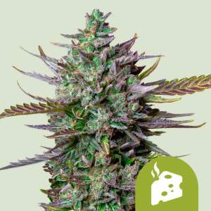 Royal Queen Seeds Blue Cheese Auto 10 Stk feminisiert