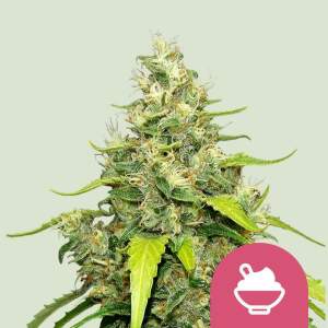 Royal Queen Seeds Blue Gelato 5 pcs feminised