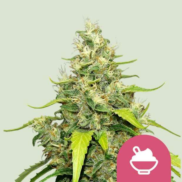 Royal Queen Seeds Blue Gelato USA Premium 10 Stk feminisiert