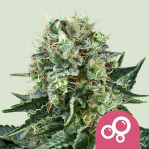 Royal Queen Seeds Bubble Kush 3 Stk feminisiert