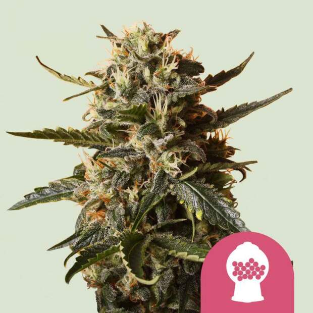 Royal Queen Seeds Bubblegum XL 3 pcs feminised