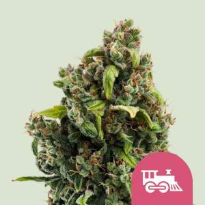 Royal Queen Seeds Candy Kush Express-Fast 5 pcs feminised