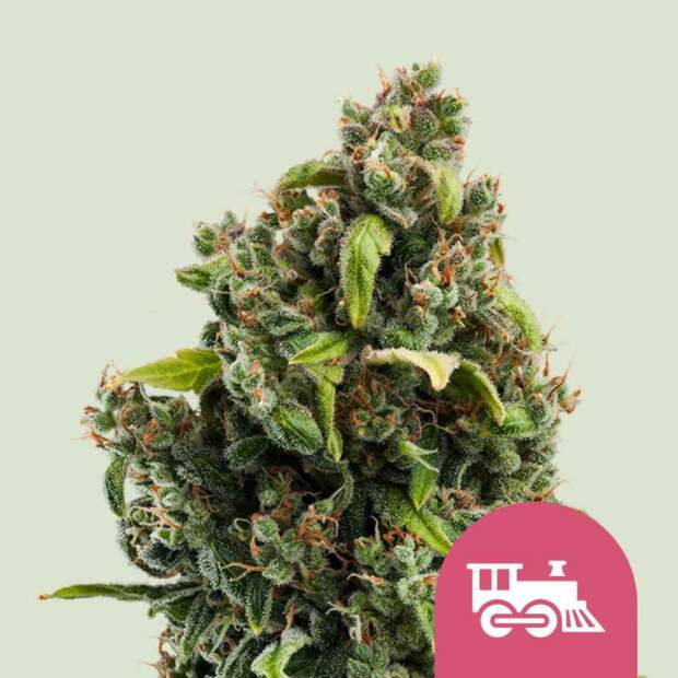 Royal Queen Seeds Candy Kush Express-Fast 10 pcs feminised