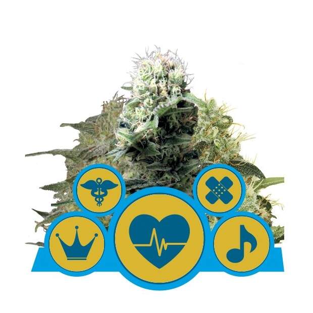 Royal Queen Seeds CBD Mix / Medical Mix 3 pcs feminised