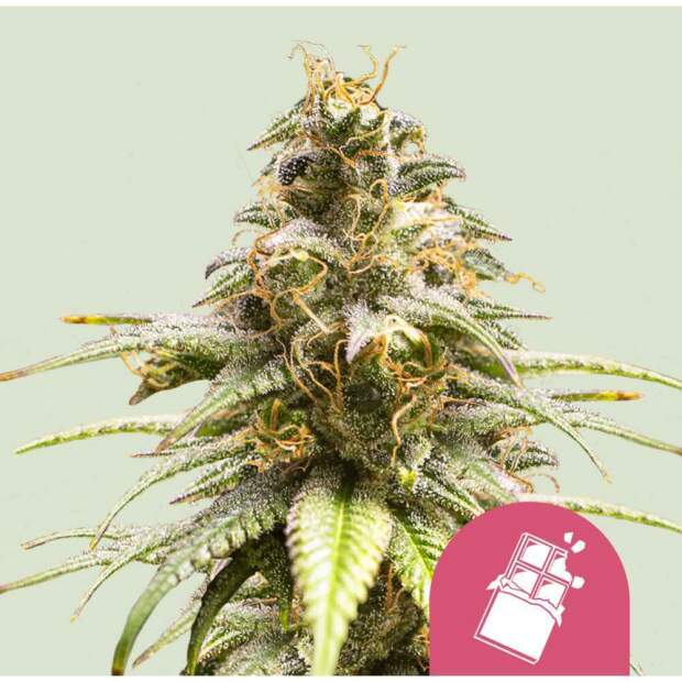 Royal Queen Seeds Chocolate Haze 5 pcs feminised