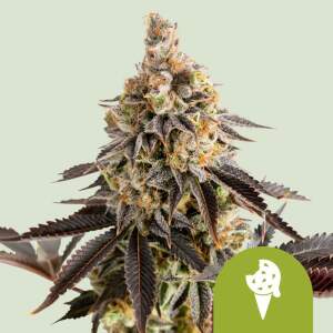 Royal Queen Seeds Cookies Gelato USA Premium Auto 10 Stk...