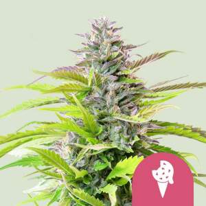 Royal Queen Seeds Cookies Gelato USA Premium 3 Stk...