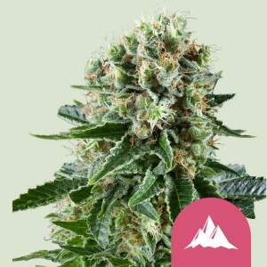 Royal Queen Seeds Critical Kush 3 pcs feminised