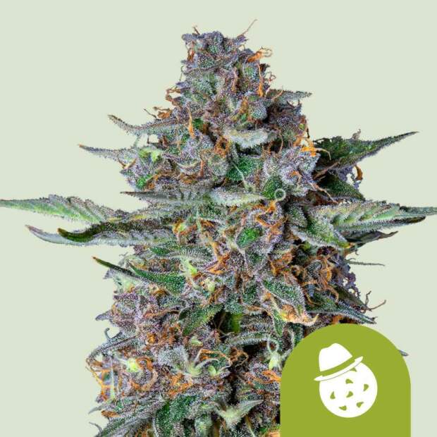 Royal Queen Seeds Do-Si-Dos Auto 3 pcs feminised