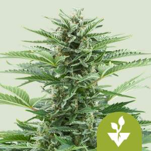 Royal Queen Seeds Easy Bud Auto 3 Stk feminisiert