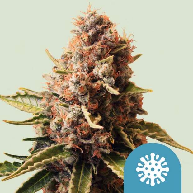 Royal Queen Seeds Euphoria CBD 3 pcs feminised