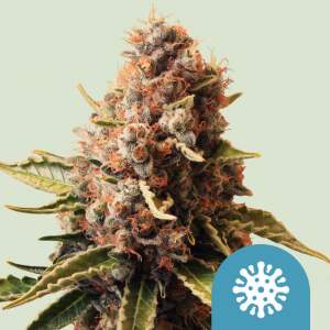 Royal Queen Seeds Euphoria CBD 3 pcs feminised