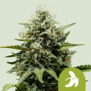Royal Queen Seeds Fat Banana Auto 10 pcs feminised