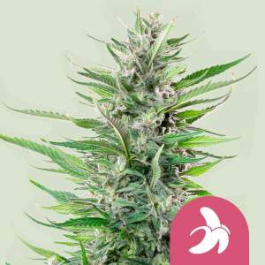 Royal Queen Seeds Fat Banana USA Premium 10 pcs feminised
