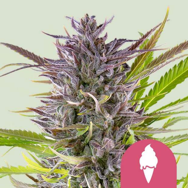 Royal Queen Seeds Green Gelato USA Premium 3 pcs feminised